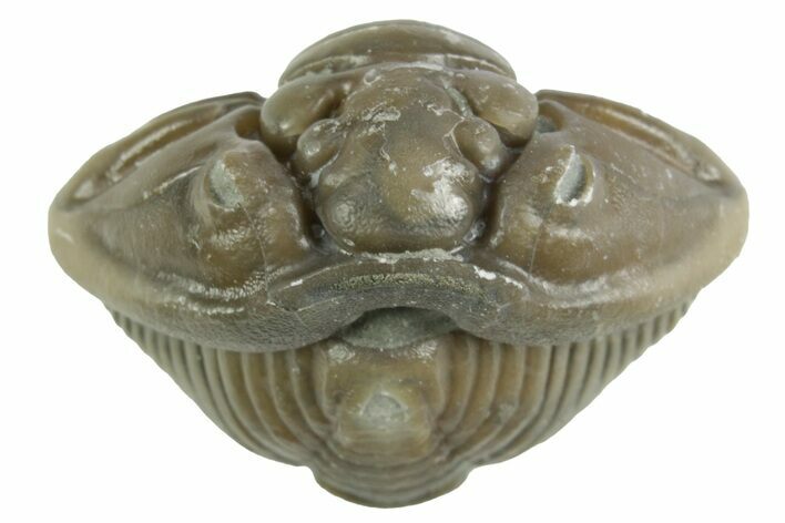 Wide Enrolled Flexicalymene Trilobite - Mt Orab, Ohio #380299